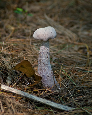 Fungi IMGP0768.jpg
