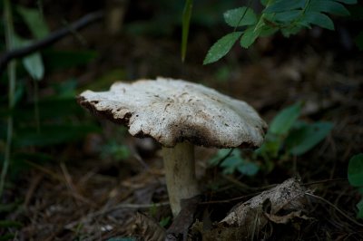 Fungi IMGP0767.jpg