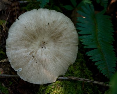 Fungi IMGP0765.jpg