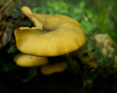 Fungi IMGP0771.jpg