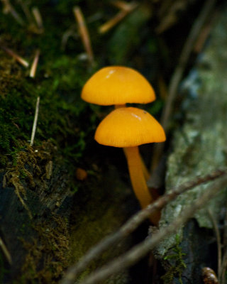Fungi IMGP0795.jpg