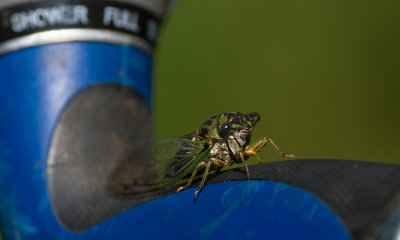 Cicada IMGP1227.jpg