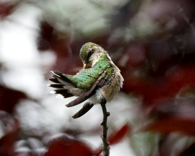 Perched IMGP1992.jpg