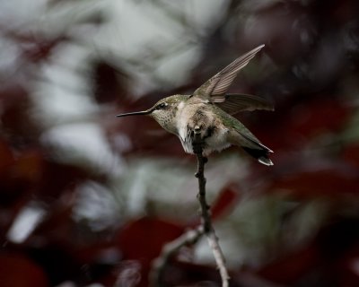 Take off IMGP2011.jpg