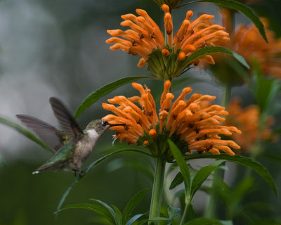 Leonotis leonurus IMGP1933.jpg