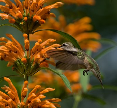 Leonotis leonurus IMGP2066.jpg