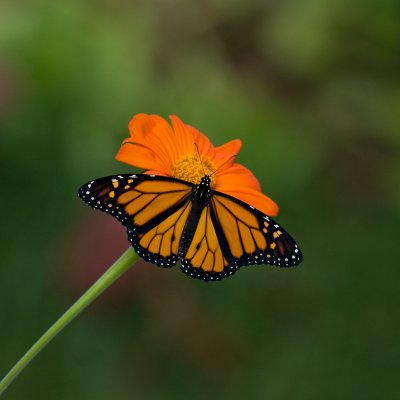 Male Monarch on tithonia IMGP2708.jpg