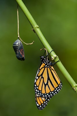 Monarch and chrysalis IMGP2101.jpg