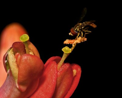 Hover Fly Image Challenge IMGP3502.jpg
