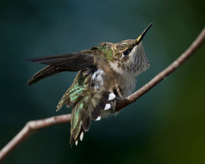 2009 Hummingbirds