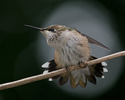 Immature Male IMGP3165.jpg