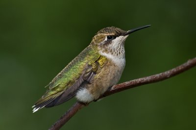 Ruby-throated Hummingbird - Immature male IMGP3345.jpg