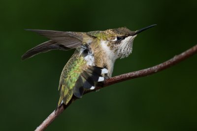 Ruby-throated hummingbird - Immature male IMGP3344.jpg