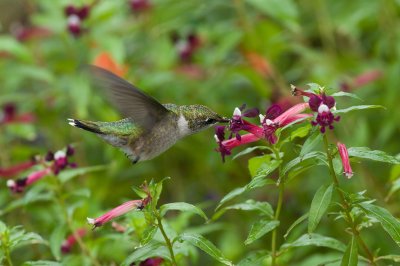 Cupheas and Hummingbirds 2009
