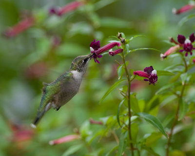 Cupheas and Hummingbirds 2009