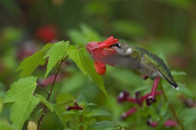 Other Hummingbird Blooms 2009