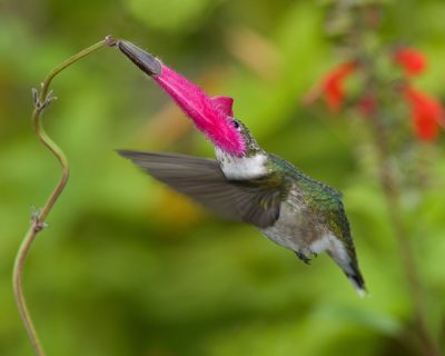 Salvias and Hummingbirds - 2009