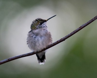 Perched 2009