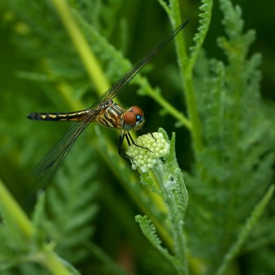 Dragonfly Cox Arboretum IMGP5764.jpg