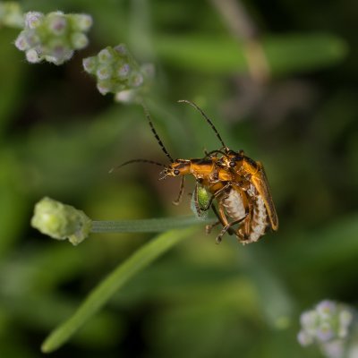 Pennsylvania Leather-wing Beetles IMGP5799.jpg