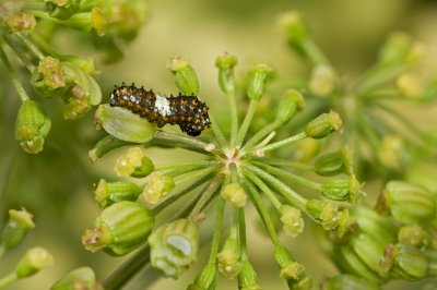 Black Swallowtail 1st Instar IMGP5796.jpg