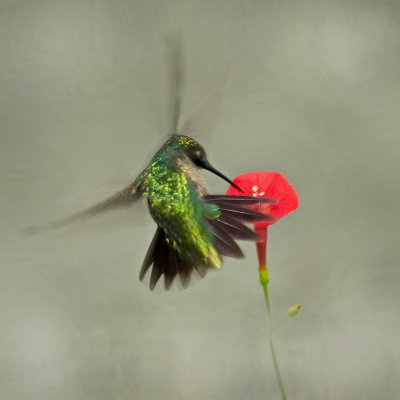 Hummingbird on Cardinal Vine IMGP6211a.jpg