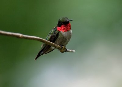 Adult Male Ruby-throated Hummingbird IMGP6658.jpg