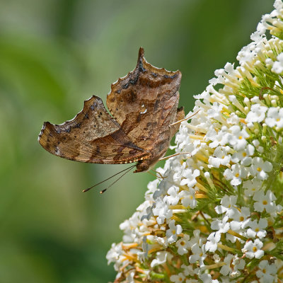 Question Mark Butterfly IMGP6814.jpg