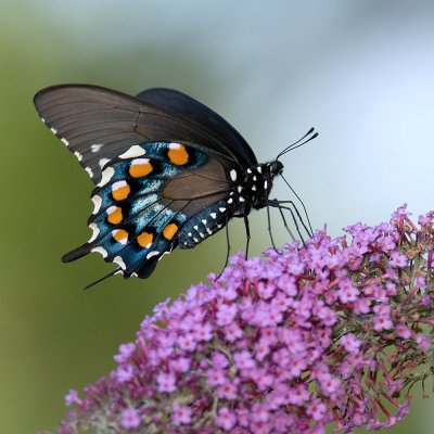 g1/97/761397/3/126207167.T26KcPiH.jpg