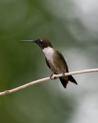 Male Ruby-throated Hummingbird IMGP7038.jpg