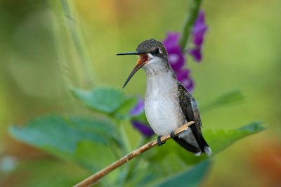 2010 Hummingbirds
