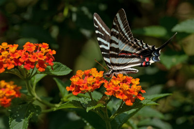 Zebra Swallowtail IMGP7574a.jpg