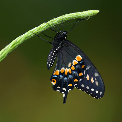Black Swallowtail IMGP7693a.jpg