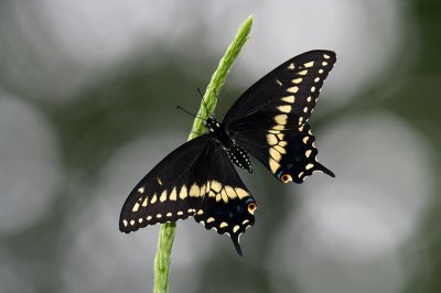 Black Swallowtail IMGP7701a.jpg