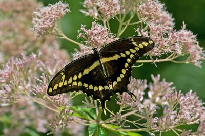 Giant Swallowtail IMGP8026.jpg
