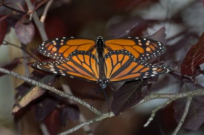 Mating Monarchs IMGP8365.jpg