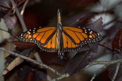 Mating Monarchs IMGP8367.jpg