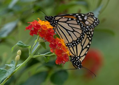 Mating Monarchs IMGP8372.jpg