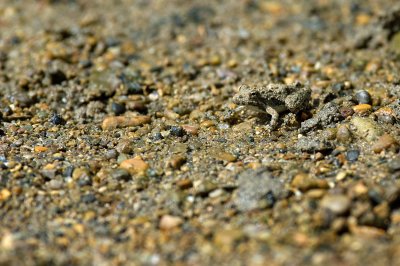 Blanchards Cricket Frog IMGP8298.jpg