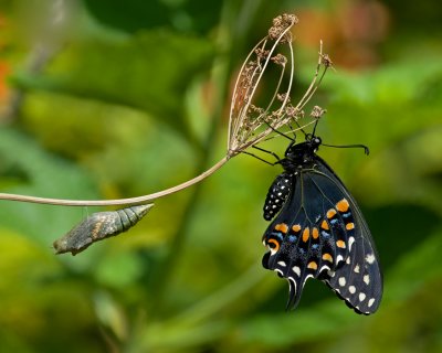 Black Swallowtail and chrysalis IMGP9079.jpg
