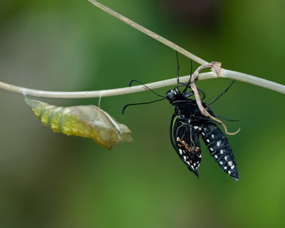 Black Swallowtail IMGP9082.jpg