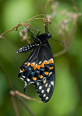 Black Swallowtail IMGP9094.jpg