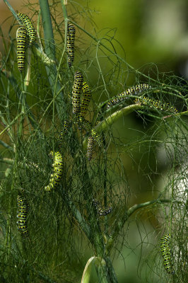Black Swallowtail Caterpillars on bronze fennel IMGP9059.jpg
