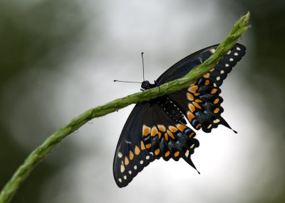 Black Swallowtail  IMGP9331.jpg