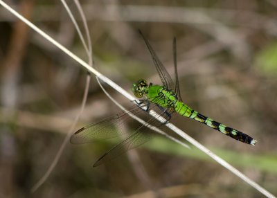 Green Clearwing Dragonfly IMGP9512.jpg