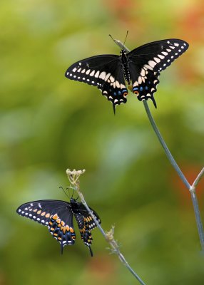 Black Swallowtails IMGP9422a.jpg