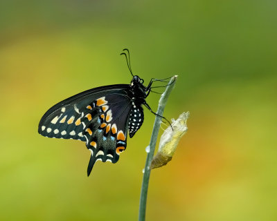 Black Swallowtail IMGP9418.jpg