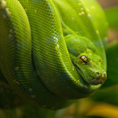 Green Tree Python IMGP4565.jpg