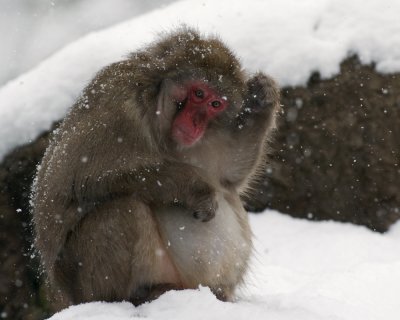 Japanese Macaque IMGP0946a.jpg