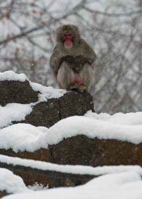 Japanese Macaque IMGP0994a.jpg